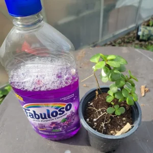 Portulaca Afra Jade Bonsai Live Plant - Elephant Bush, 8 inch Pot, Indoor/Outdoor - Image 1