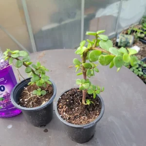 Portulaca Afra Jade Bonsai Live Plant - Elephant Bush, 8 inch Pot, Indoor/Outdoor - Image 2