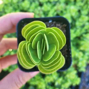 Portulaca Molokiniensis Live Plant – 2 inch or 4 inch Potted Succulent - Image 2