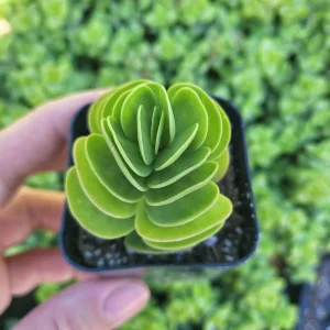 Portulaca Molokiniensis Live Plant – 2 inch or 4 inch Potted Succulent - Image 3