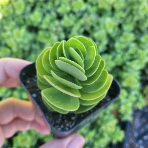 Portulaca Molokiniensis Live Plant – 2 inch or 4 inch Potted Succulent - Image 4