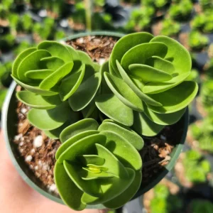 Portulaca Molokiniensis Live Plant – 2 inch or 4 inch Potted Succulent - Image 5
