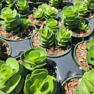 Portulaca Molokiniensis Live Plant – 2 inch or 4 inch Potted Succulent - Image 6