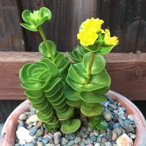 Portulaca Molokiniensis Live Plant – 2 inch or 4 inch Potted Succulent - Image 1