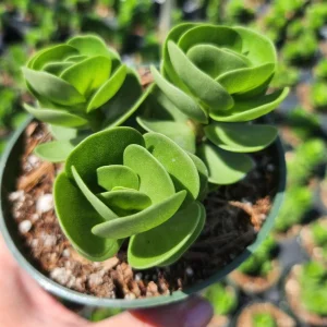 Portulaca Molokiniensis Live Plant – 2 inch or 4 inch Potted Succulent - Image 7