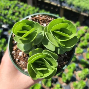 Portulaca Molokiniensis Live Plant – 2 inch or 4 inch Potted Succulent - Image 8