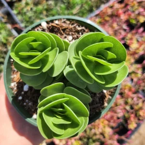 Portulaca Molokiniensis Live Plant – 2 inch or 4 inch Potted Succulent - Image 9