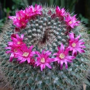 Powder Puff Cactus Live Plant - Mammillaria Bocasana - 2 Inch Potted Indoor Succulent - Image 2