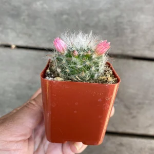 Powder Puff Cactus Live Plant - Mammillaria Bocasana - 2 Inch Potted Indoor Succulent - Image 3