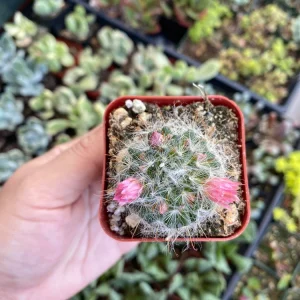 Powder Puff Cactus Live Plant - Mammillaria Bocasana - 2 Inch Potted Indoor Succulent - Image 4