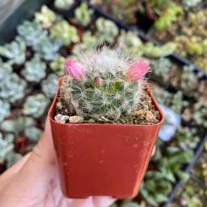 Powder Puff Cactus Live Plant - Mammillaria Bocasana - 2 Inch Potted Indoor Succulent - Image 5