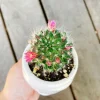 Powder Puff Cactus Live Plant - Mammillaria Bocasana - 2 Inch Potted Indoor Succulent - Image 1