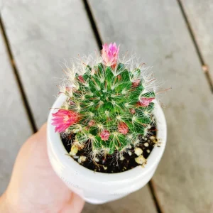 Powder Puff Cactus Live Plant - Mammillaria Bocasana - 2 Inch Potted Indoor Succulent - Image 1