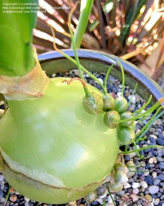 Pregnant Onion Bulbs Albuca Bracteata - 5 Live .25” Bulbs – Easy Care - Image 2