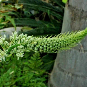 Pregnant Onion Bulbs Albuca Bracteata - 5 Live .25” Bulbs – Easy Care - Image 3