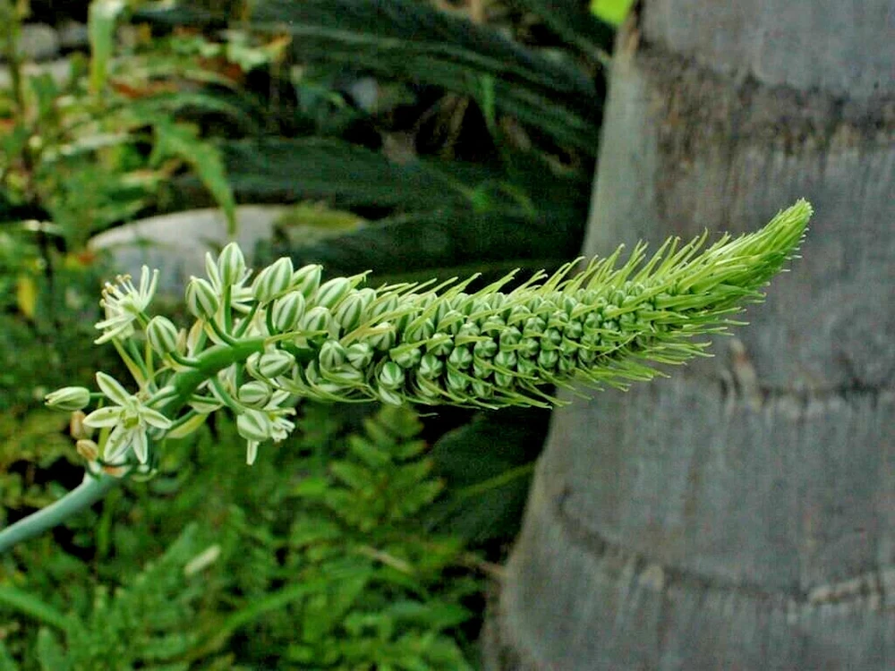 Pregnant Onion Bulbs Albuca Bracteata - 5 Live .25” Bulbs – Easy Care - Image 3