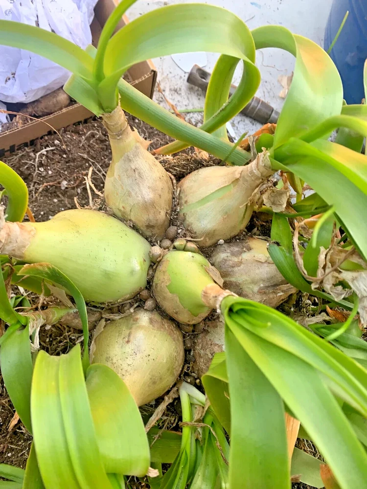 Pregnant Onion Bulbs Albuca Bracteata - 5 Live .25” Bulbs – Easy Care - Image 4