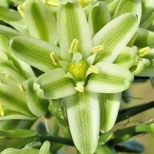Pregnant Onion Bulbs Albuca Bracteata - 5 Live .25” Bulbs – Easy Care - Image 5