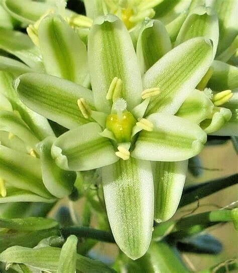 Pregnant Onion Bulbs Albuca Bracteata - 5 Live .25” Bulbs – Easy Care - Image 5