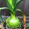 Pregnant Onion Bulbs Albuca Bracteata - 5 Live .25” Bulbs – Easy Care - Image 1