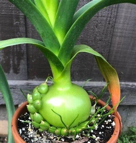 Pregnant Onion Bulbs Albuca Bracteata - 5 Live .25” Bulbs – Easy Care - Image 1
