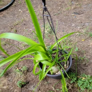 Pregnant Onion Live Plant - Albuca bracteata Houseplant, Green, 2+ Pups, Indoor - Image 2