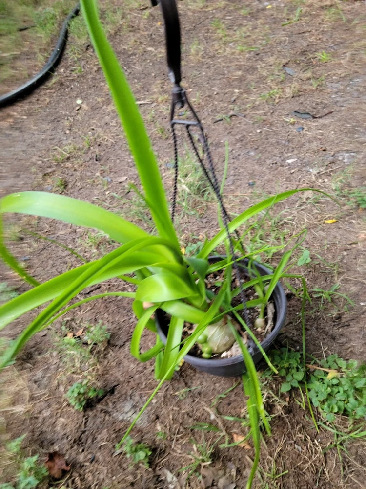 Pregnant Onion Live Plant - Albuca bracteata Houseplant, Green, 2+ Pups, Indoor - Image 2