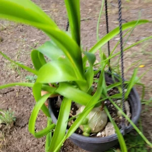 Pregnant Onion Live Plant - Albuca bracteata Houseplant, Green, 2+ Pups, Indoor - Image 3