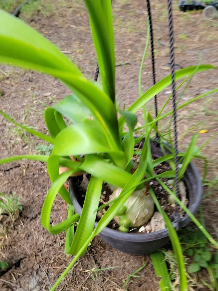 Pregnant Onion Live Plant - Albuca bracteata Houseplant, Green, 2+ Pups, Indoor - Image 3