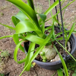Pregnant Onion Live Plant - Albuca bracteata Houseplant, Green, 2+ Pups, Indoor - Image 4