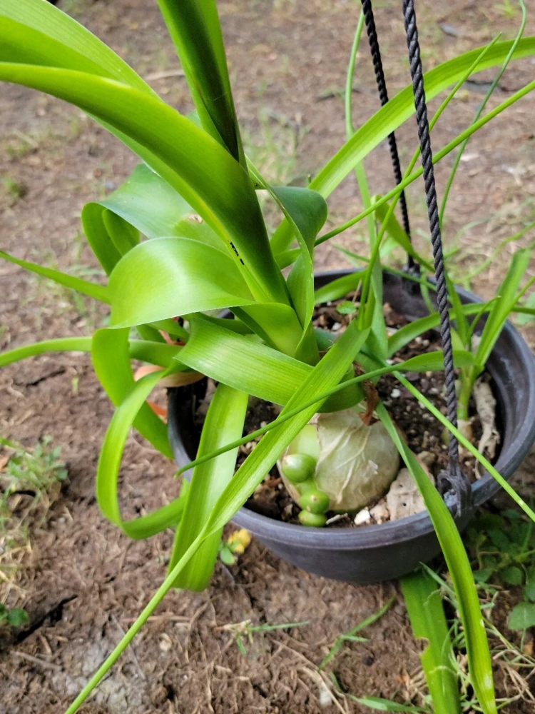 Pregnant Onion Live Plant - Albuca bracteata Houseplant, Green, 2+ Pups, Indoor - Image 4