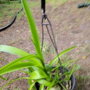 Pregnant Onion Live Plant - Albuca bracteata Houseplant, Green, 2+ Pups, Indoor - Image 5