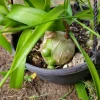 Pregnant Onion Live Plant - Albuca bracteata Houseplant, Green, 2+ Pups, Indoor - Image 1
