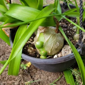 Pregnant Onion Live Plant - Albuca bracteata Houseplant, Green, 2+ Pups, Indoor - Image 1