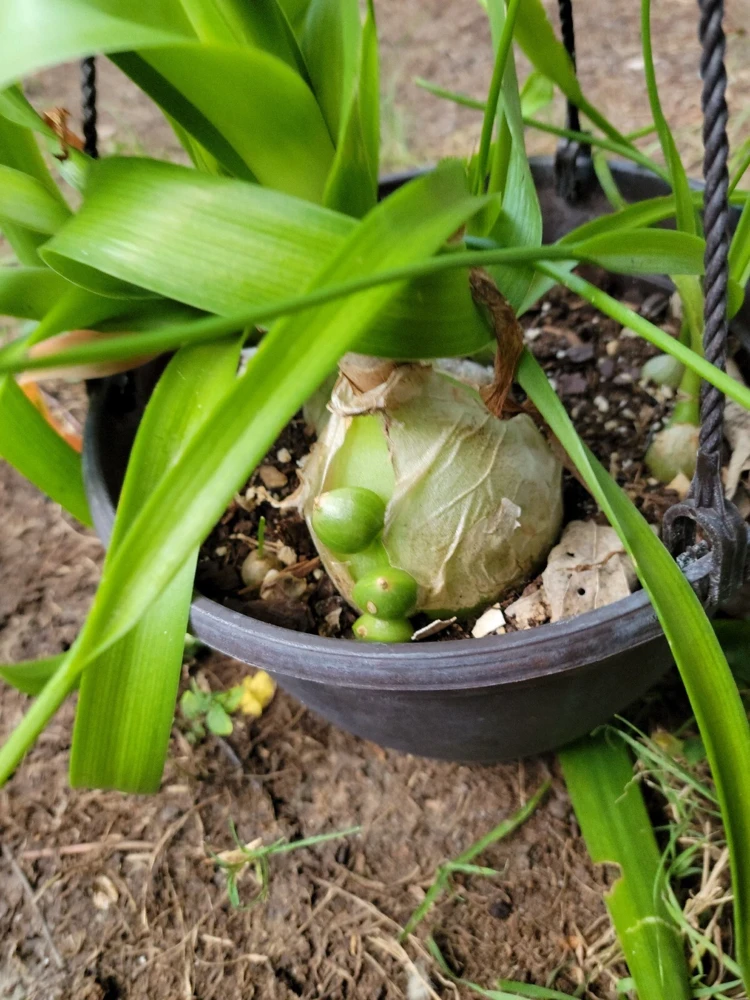 Pregnant Onion Live Plant - Albuca bracteata Houseplant, Green, 2+ Pups, Indoor - Image 1