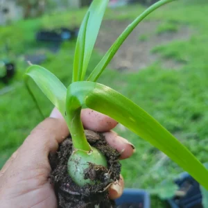 Pregnant Onion Plant (Albuca Bracteata) Live Succulent - 5 Pack Indoor/Outdoor Full Sun - Image 2