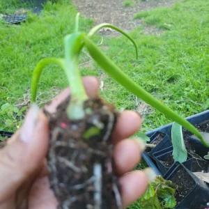 Pregnant Onion Plant (Albuca Bracteata) Live Succulent - 5 Pack Indoor/Outdoor Full Sun - Image 4