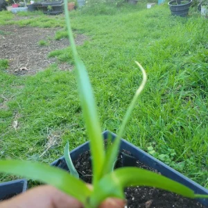 Pregnant Onion Plant (Albuca Bracteata) Live Succulent - 5 Pack Indoor/Outdoor Full Sun - Image 1