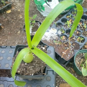 Pregnant Onion Plant Live - Albuca bracteata Houseplant - Potted, Green - Image 2