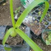 Pregnant Onion Plant Live - Albuca bracteata Houseplant - Potted, Green - Image 1