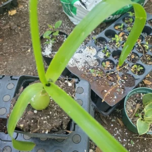 Pregnant Onion Plant Live - Albuca bracteata Houseplant - Potted, Green - Image 1