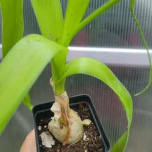 Pregnant Onion Plant Live Succulent - Ornithogalum Caudatum - 2 inch pot - Image 2