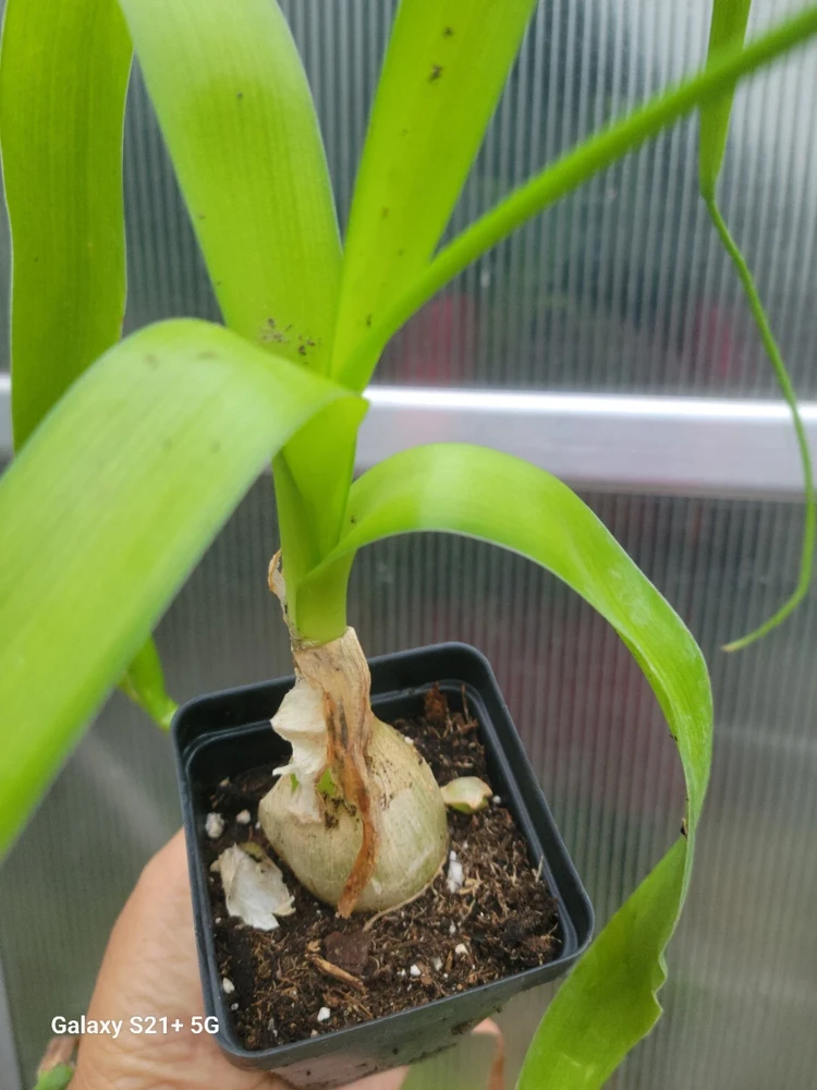 Pregnant Onion Plant Live Succulent - Ornithogalum Caudatum - 2 inch pot - Image 2
