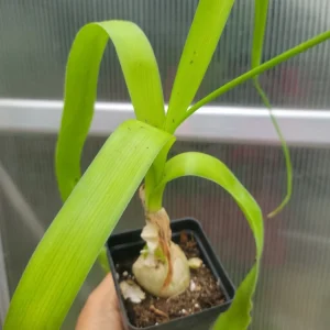 Pregnant Onion Plant Live Succulent - Ornithogalum Caudatum - 2 inch pot - Image 1