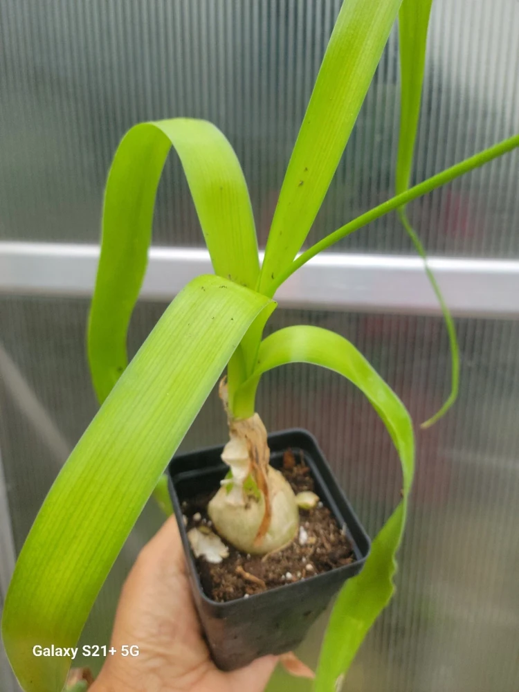 Pregnant Onion Plant Live Succulent - Ornithogalum Caudatum - 2 inch pot - Image 1