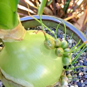 Pregnant Onion Succulent Live Plant - Albuca Bracteata, 1 Rooted Plant, Indoor/Outdoor - Image 2