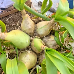 Pregnant Onion Succulent Live Plant - Albuca Bracteata, 1 Rooted Plant, Indoor/Outdoor - Image 4