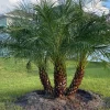 - Image 1
