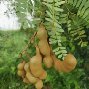 - Image 1