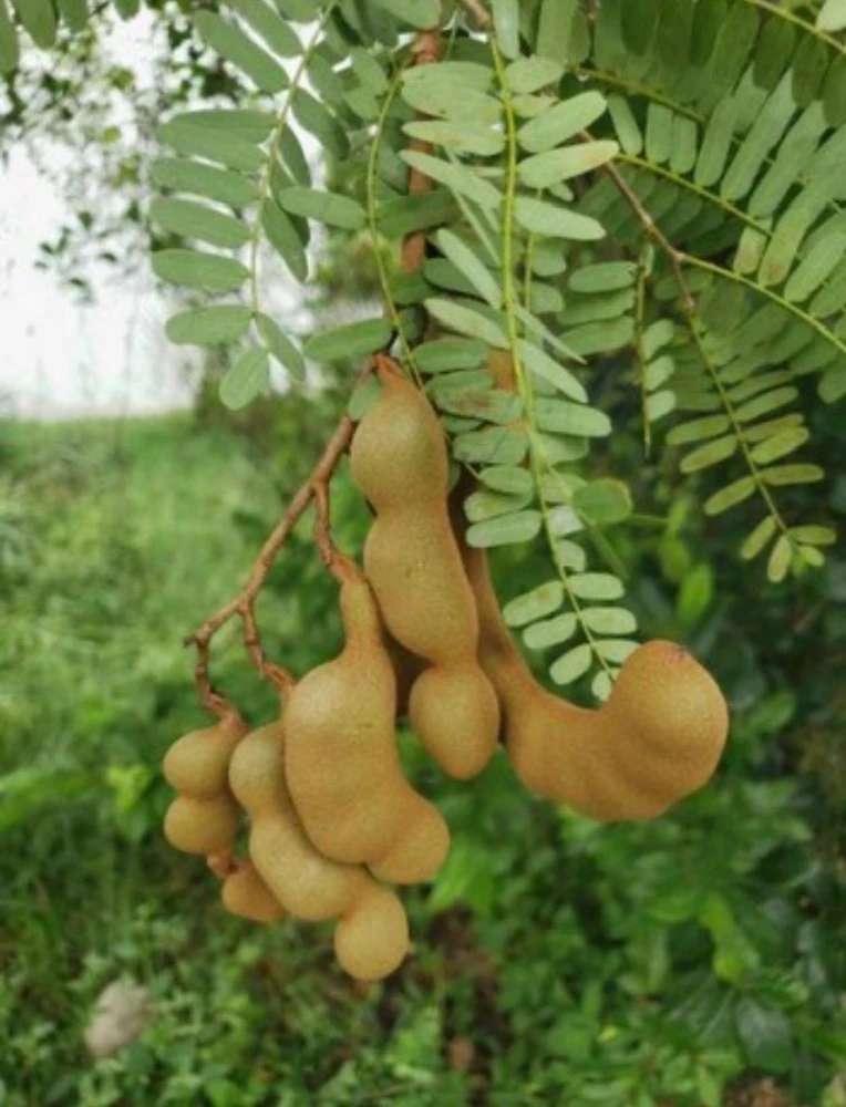 - Image 1